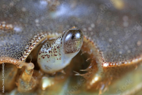 Compound eyes of river crab  macro photos