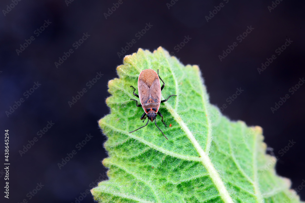 Bugs on green leaves, North China Bugs on green leaves, North China