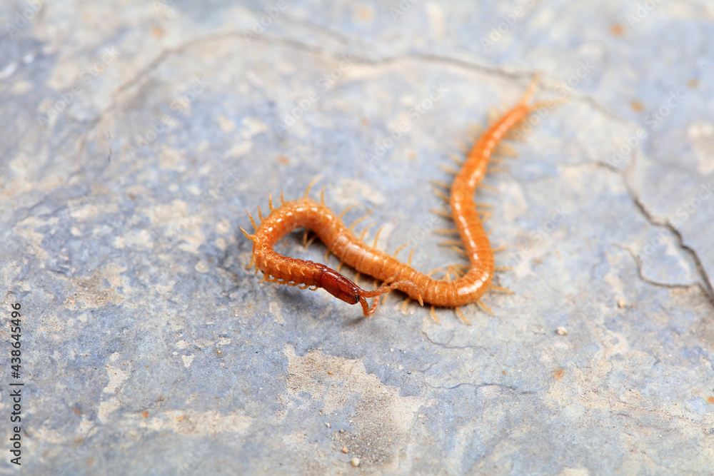 Centipedes crawling on rocks, North China Centipedes crawling on rocks, North China