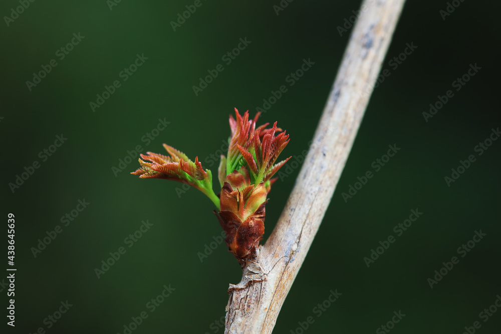 The buds of plants germinate in early spring, North China The buds of plants germinate in early spring, North China