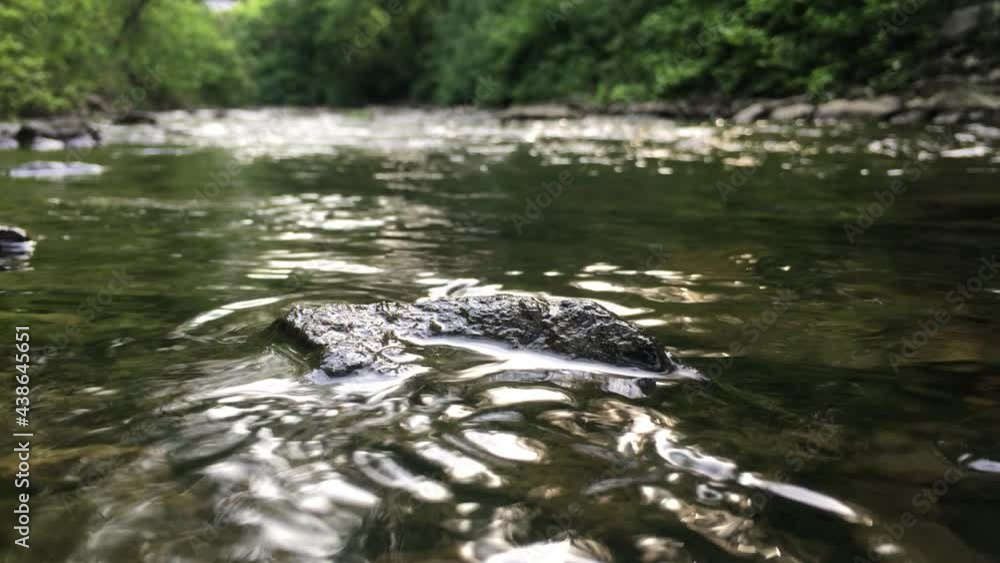 une rivière dans la forêt une rivière dans la forêt