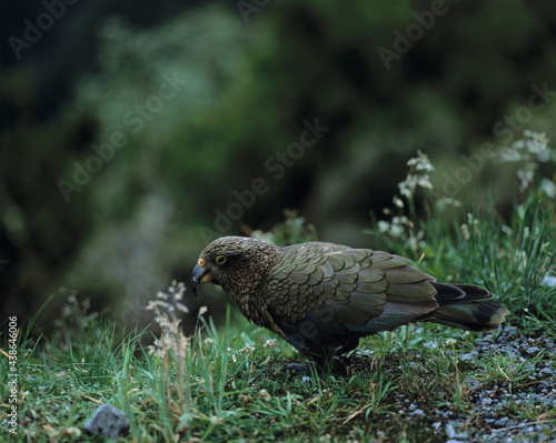 new zealand, south island, mountain parrot, kea, nestor notabilis,  photo