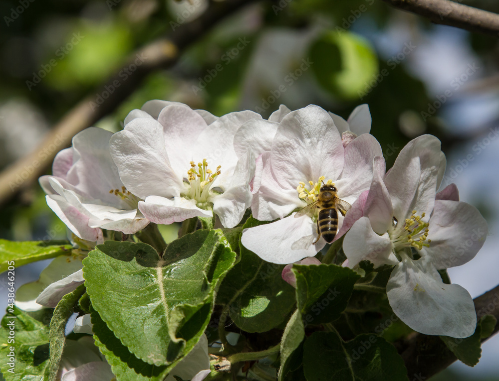 apple tree blooms in the garden. bees collect nectar and pollen apple tree blooms in the garden. bees collect nectar and pollen