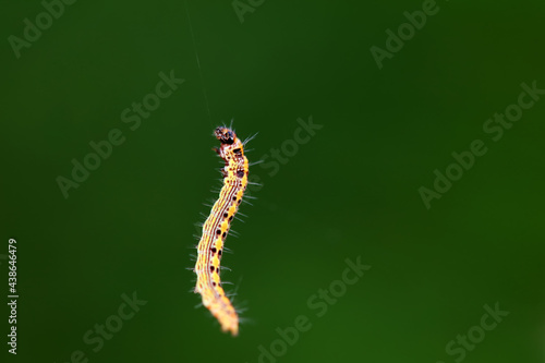 A Lepidoptera larva in nature, North China