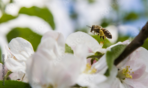 apple tree blooms in the garden. bees collect nectar and pollen © Oleh Marchak