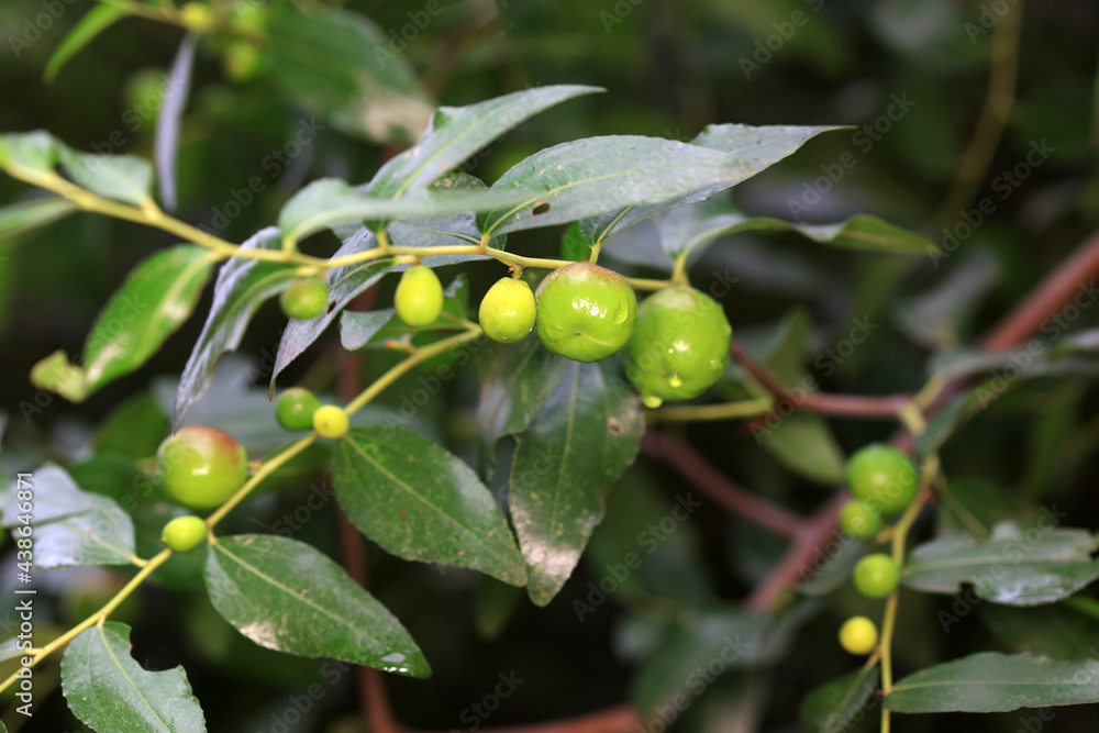 Green jujube in the wild, North China Green jujube in the wild, North China