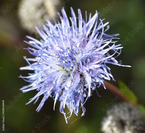 Sunlit purple flower of Globularia vulgaris. Located on a forest road in the province of Soria. photo