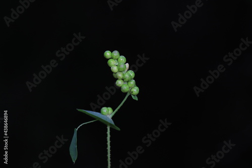 The medicinal plant raceme, North China