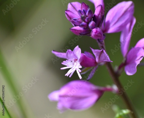 Macro detail of pink flower of Polygala vulgaris plant. Located next to a mountain forest road in La Rioja.