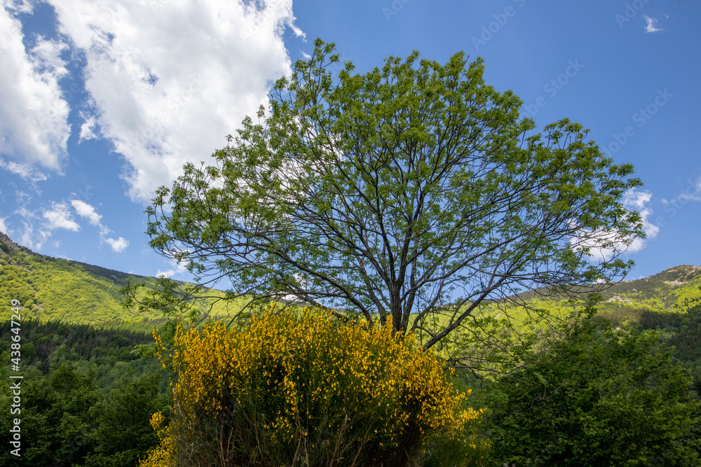 majestic tree and yellow broom in the Catalan mountain, genêts et bel arbre en montagne