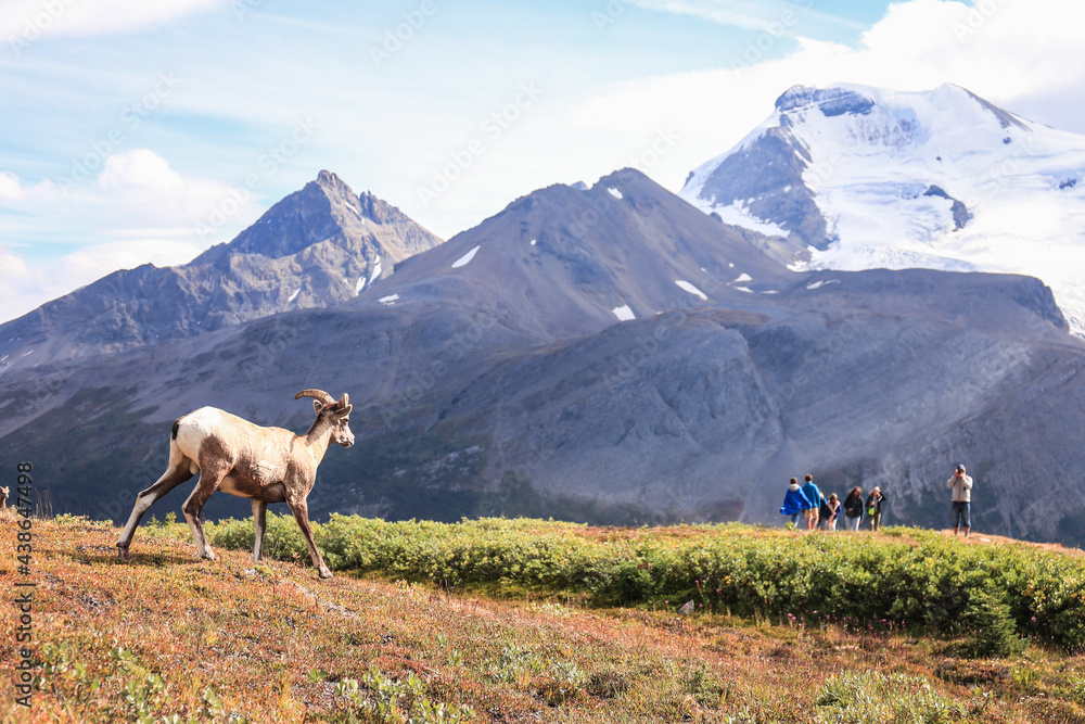 Fototapeta premium Mountain Goats looking at tourist in Canadian Rockies. Photo taken in Icefields Parkway