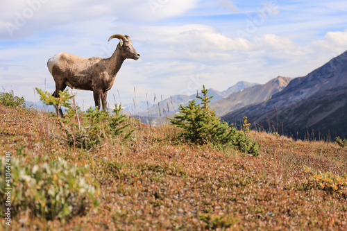 Mountain Goats in Canadian Rockies. Photo taken in Icefields Parkway © Jing