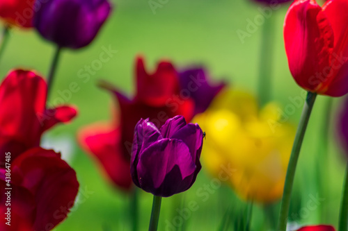 field of tulips