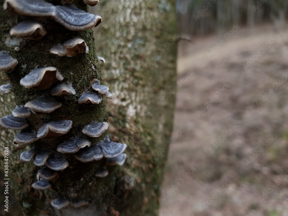 mushrooms on tree mushrooms on tree