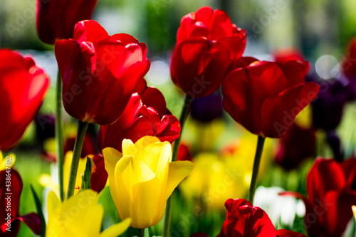 red and yellow tulips