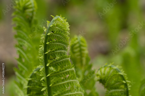 Young bright green ostrich fern showing a curl pattern. 