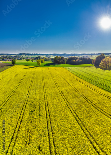 Blühendes Rapsfeld, Bayern, Deutschland