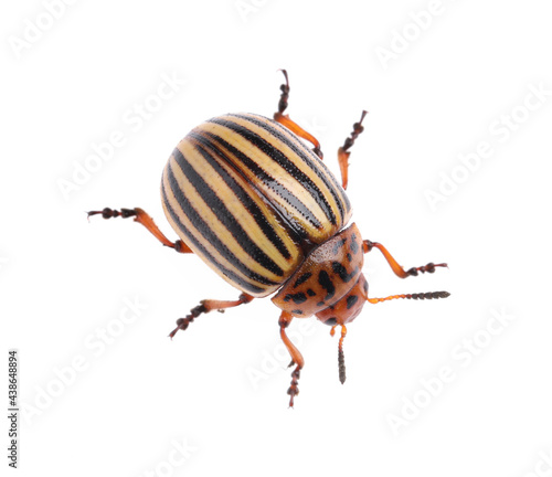 One colorado potato beetle isolated on white © New Africa