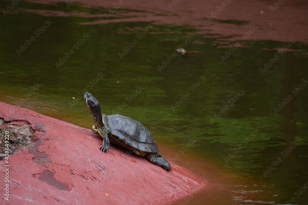 Obraz premium Tortoise