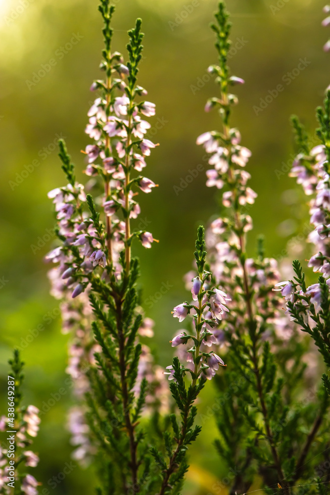 Bright, beautiful, lilac-pink bunch of common heather Calluna vulgaris, in the forest, on a blurred background. Vertical shot. Bright, beautiful, lilac-pink bunch of common heather Calluna vulgaris, in the forest, on a blurred background. Vertical shot.