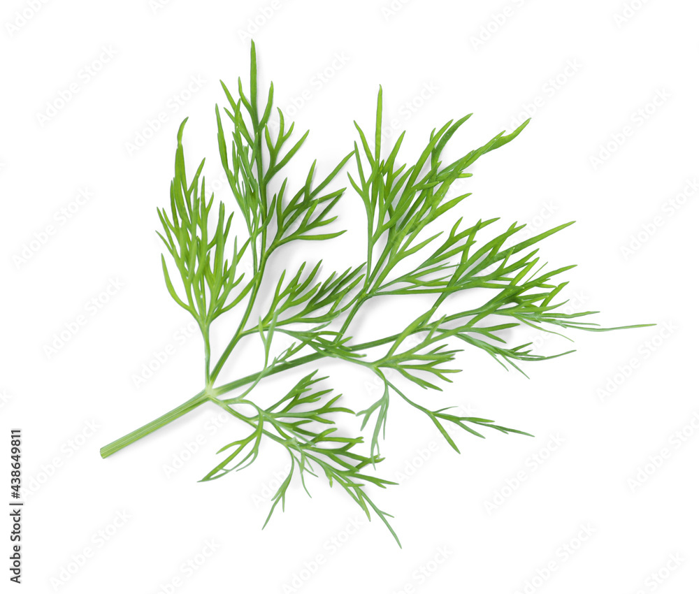 Sprig of fresh dill isolated on white, top view Sprig of fresh dill isolated on white, top view