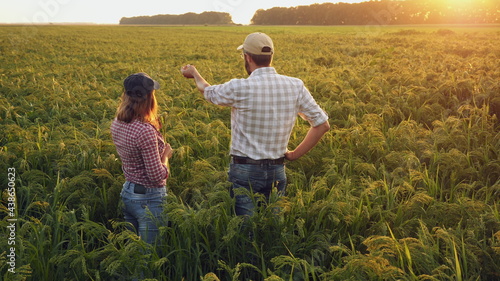Man and woman farmers communicate while standing in a ripening millet field at sunset