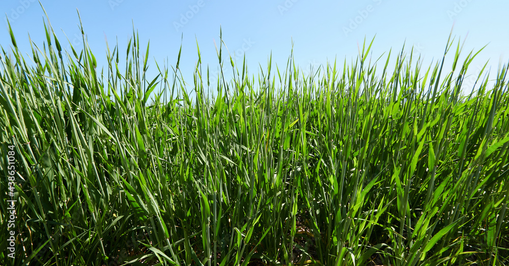Campos de trigo verde en Castilla, Burgos Campos de trigo verde en Castilla, Burgos