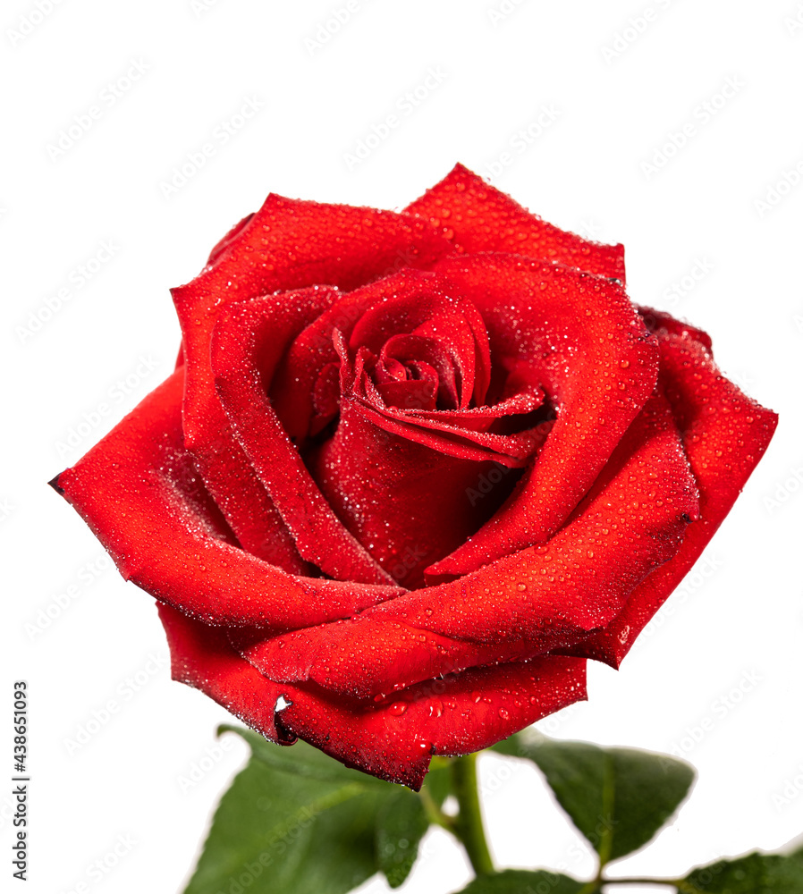 Fototapeta premium red rose flower on white background isolated