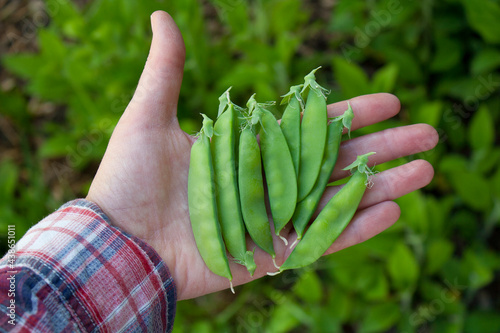 Selbstversorger mit eigener Ernte in der Hand: Saftige, grüne Zuckerschoten photo