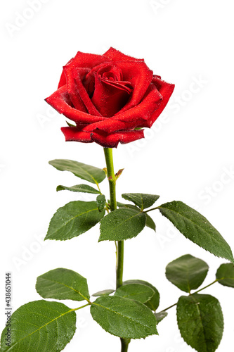 red rose flower on white background isolated