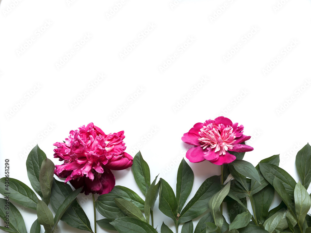Obraz premium Flowers composition. Frame made of green leaves and pink peonies on white background. Wedding day, mothers day and womens day concept. Flat lay, top view.