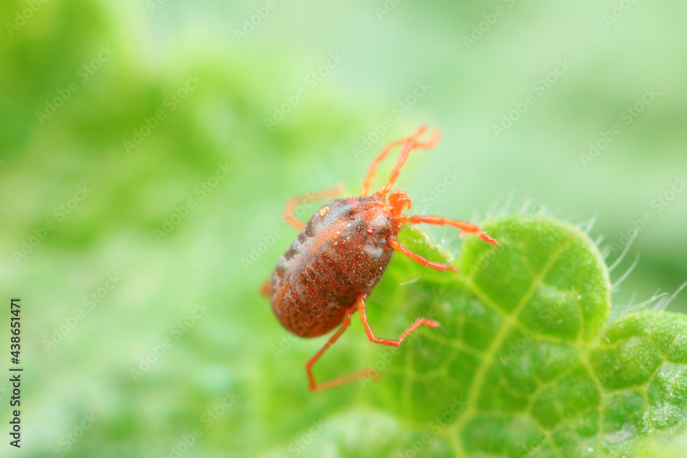 A tick mite in green leaves, North China A tick mite in green leaves, North China