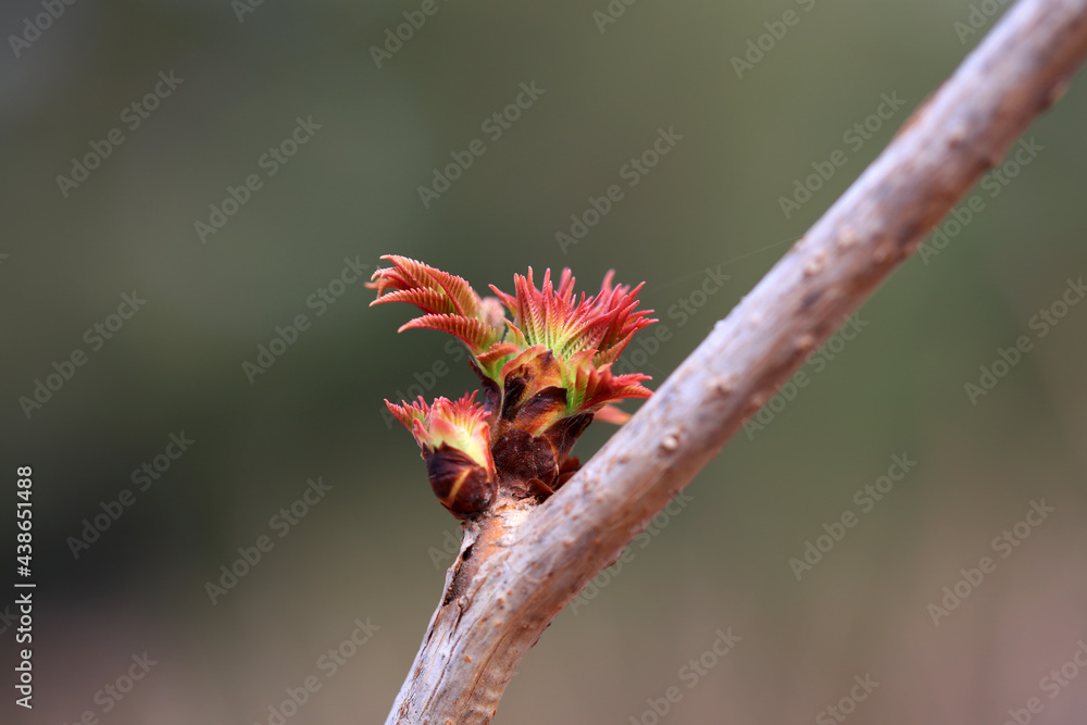 The buds of plants germinate in early spring, North China The buds of plants germinate in early spring, North China