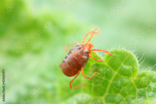 A tick mite in green leaves, North China