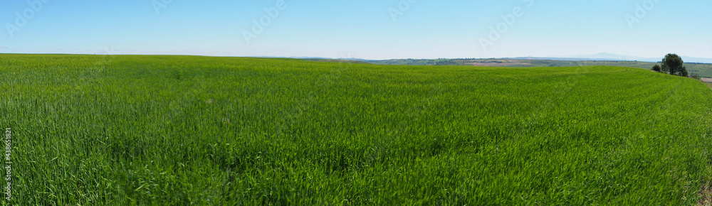 Campos de trigo verde en Castilla, Burgos