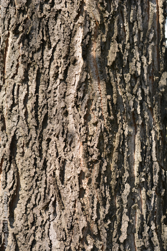 Obraz premium Common hackberry