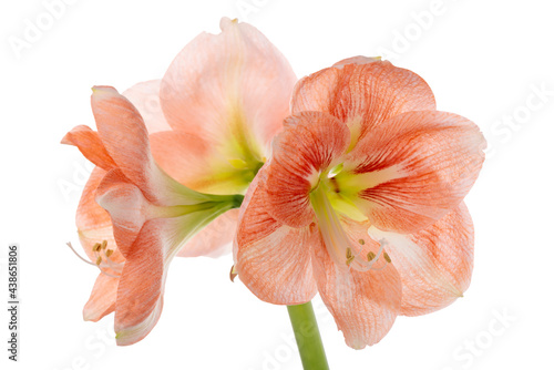 Beautiful orange Amaryllis flower or Hippeastrum isolated on white background  close up