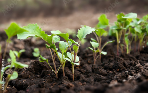 A row of young radish sprouts with leaves. Agricultural field with vegetables. Selective focus.