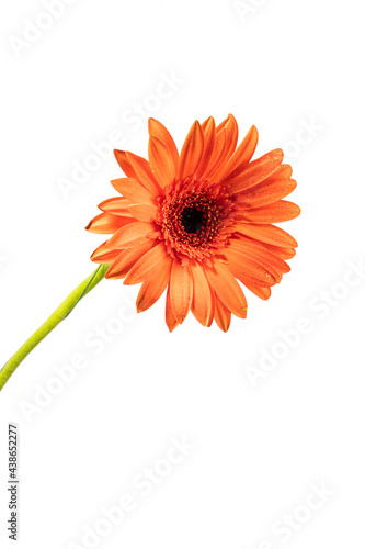 orange gerbera flower on white background isolated