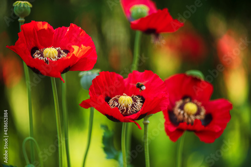 Dunkel roter Klatschmohn mit Insekt der Hummel