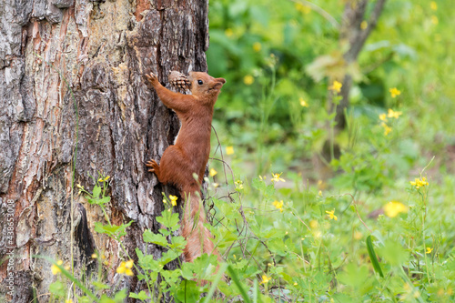Curious red squirrel peeking behind the tree trunk holding pine cone in mouth © Magryt