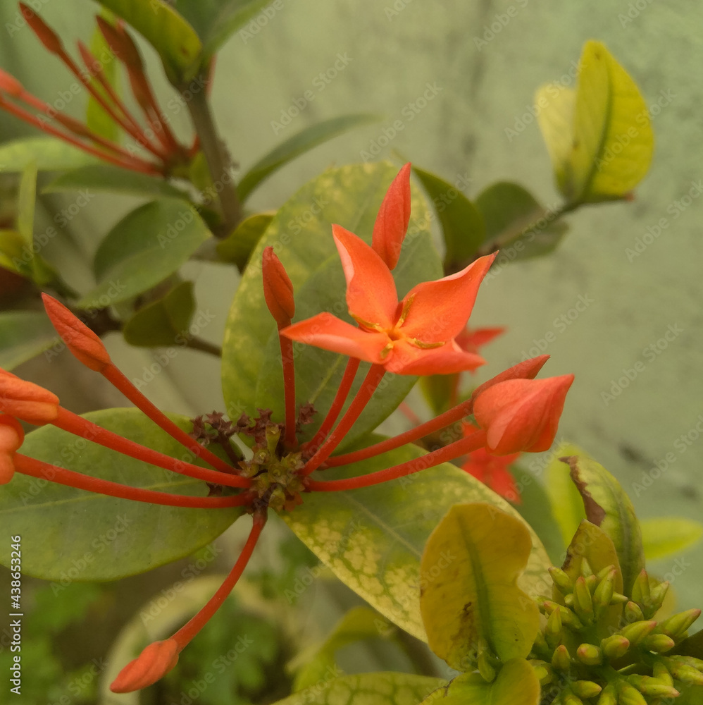 red and yellow flowers blooming in branch of green leaves plant growing in garden, floral gardening background, nature photography red and yellow flowers blooming in branch of green leaves plant growing in garden, floral gardening background, nature photography