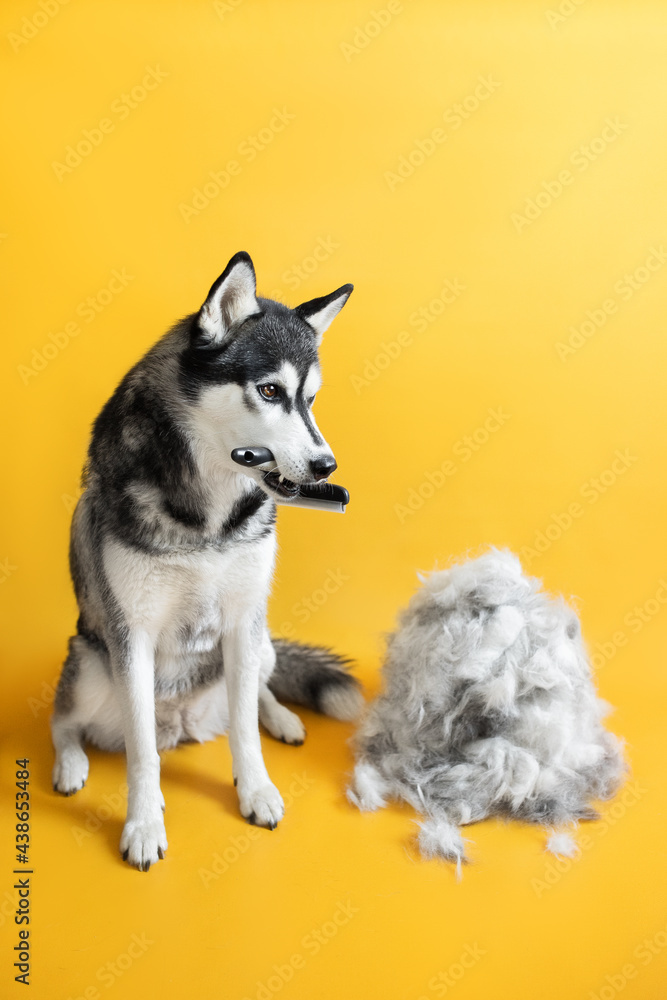husky dog grooming on yellow background molt season husky dog grooming on yellow background molt season