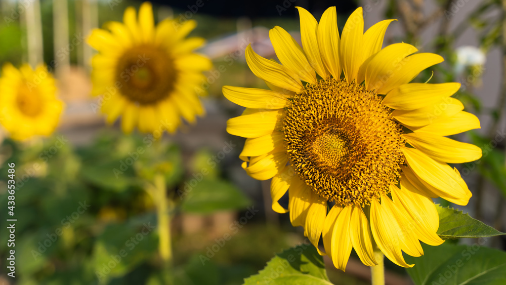 Sunflower natural background. Sunflower blooming. Close-up of sunflower. in Thailand Sunflower natural background. Sunflower blooming. Close-up of sunflower. in Thailand