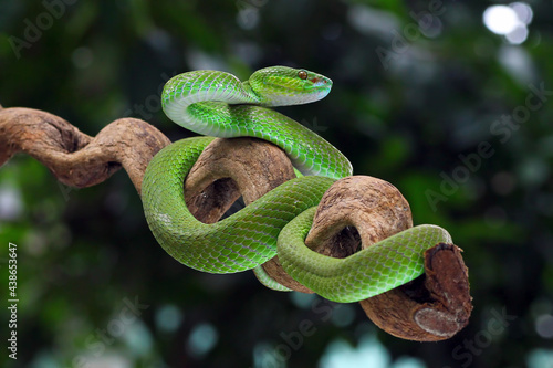 poisonous green snake, viper snake, Trimisurus albolabris