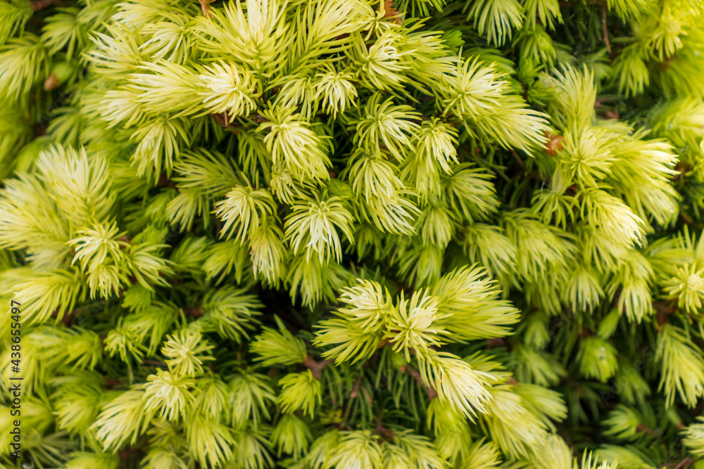 young green pine, many needles on the branches, prickly and evergreen tree, beautiful tree, needles close-up young green pine, many needles on the branches, prickly and evergreen tree, beautiful tree, needles close-up