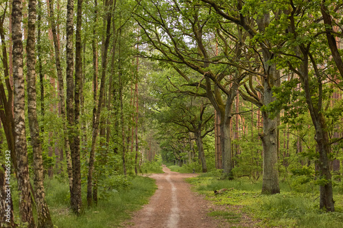 Path in Forest © imagemanufaktur