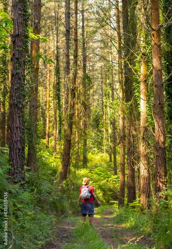 A young father with a hat and with his son in his backpack and looking at the pine trees in the woods, hiker lifestyle concept, copy and paste space, forests of the Basque country. Spain
