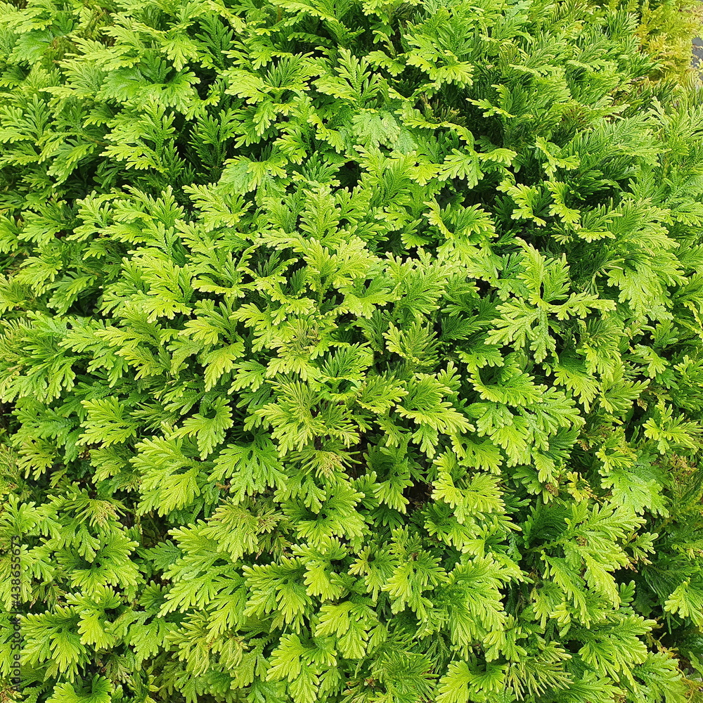 The light green to dark green leaves of the Selaginella kraussiana are ground cover plants. Usually planted under trees or in shaded areas with high humidity.Selaginella wallichii(Hook. - Grev.)Spring