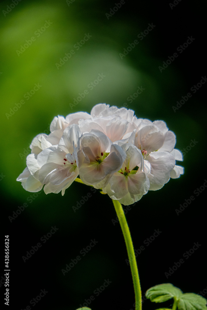 white and yellow flower of a flower white and yellow flower of a flower